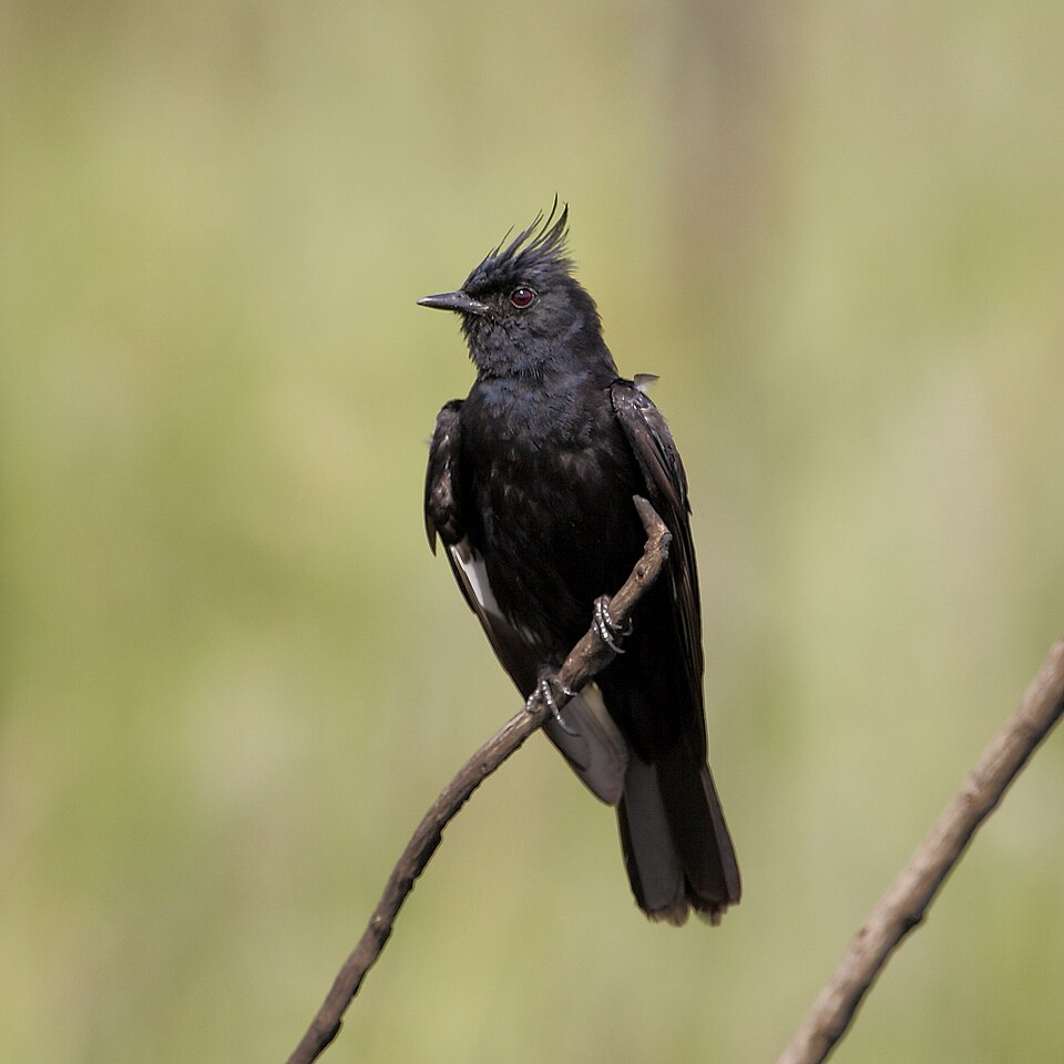 Crested Black Tyrant