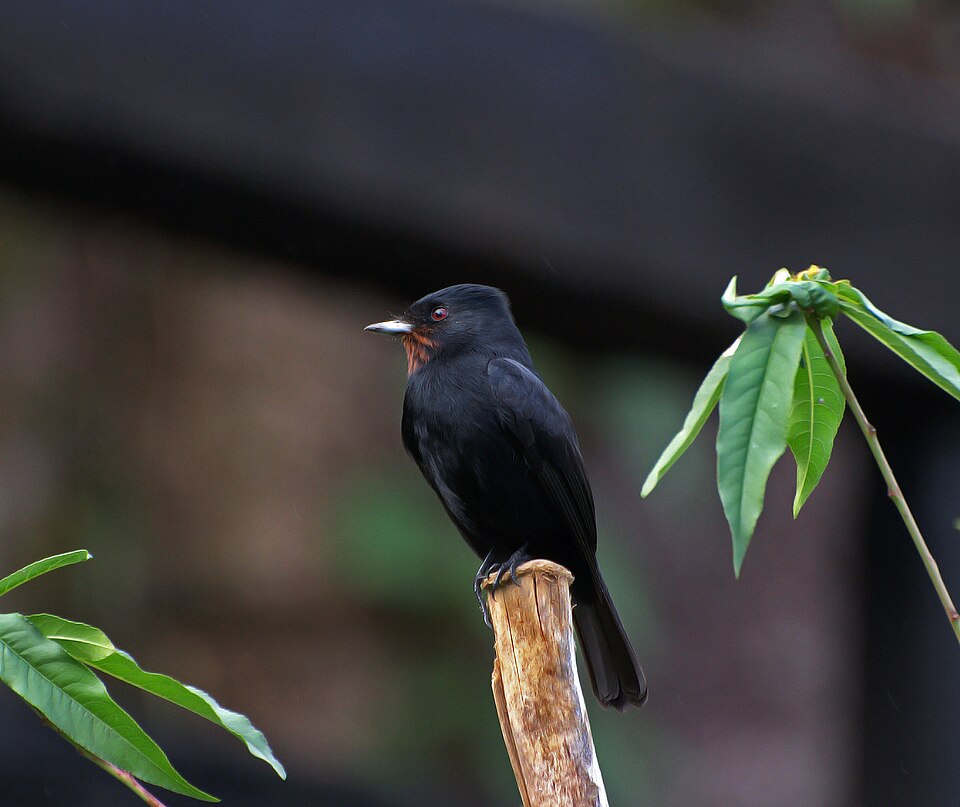 Velvety Black Tyrant
