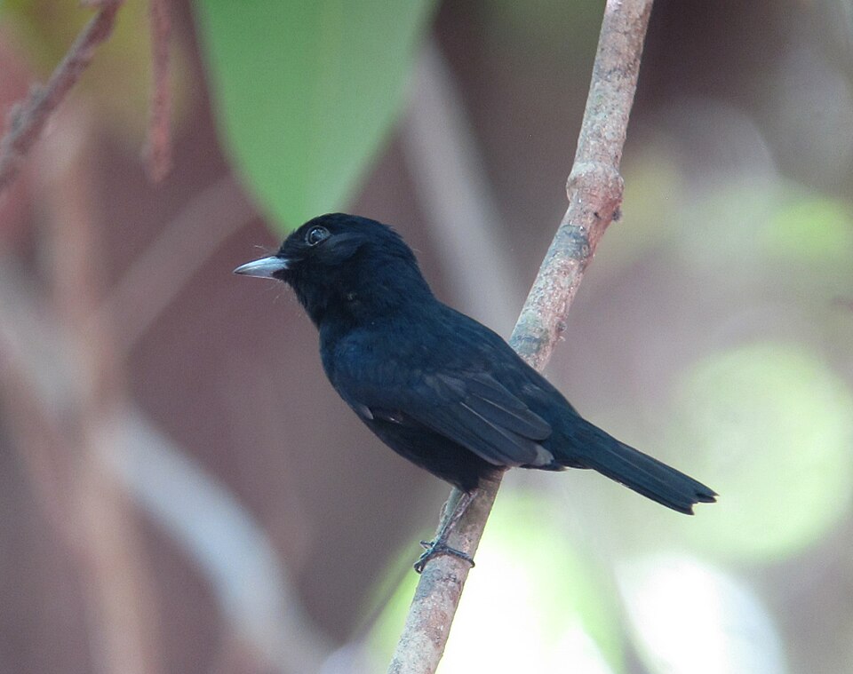 Amazonian Black Tyrant