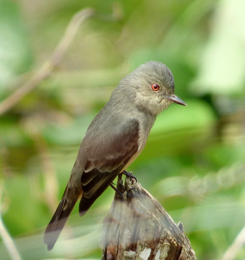 Rufous-tailed Tyrant