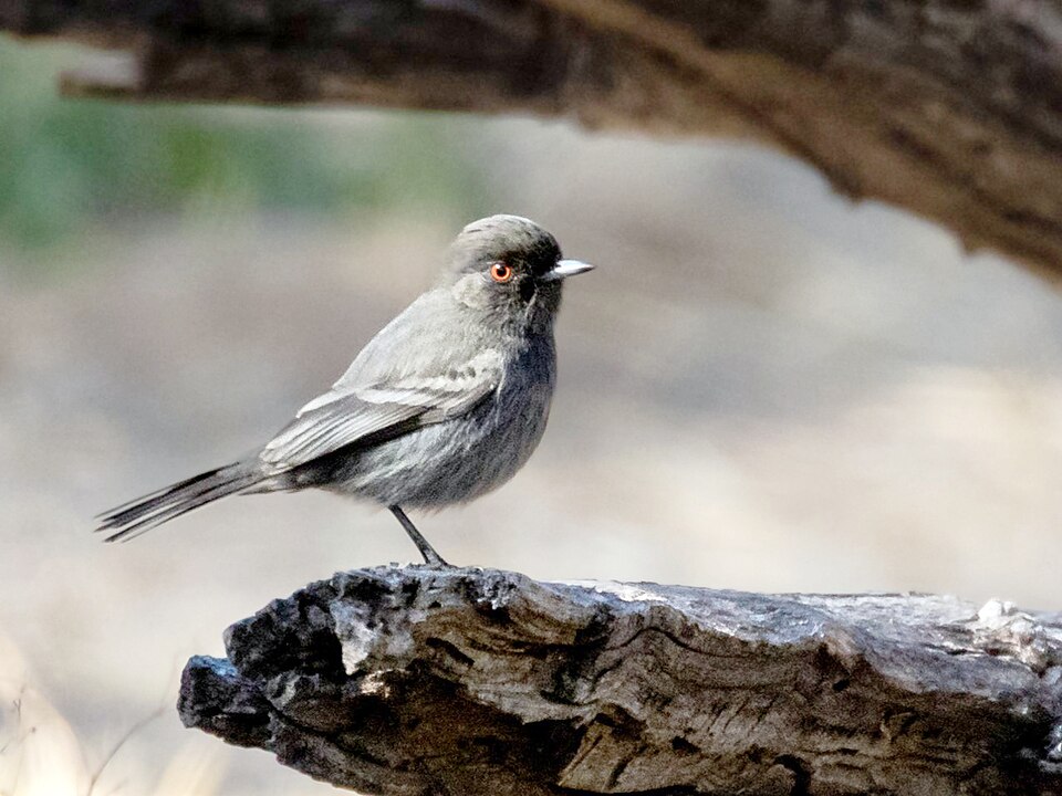 Cinereous Tyrant