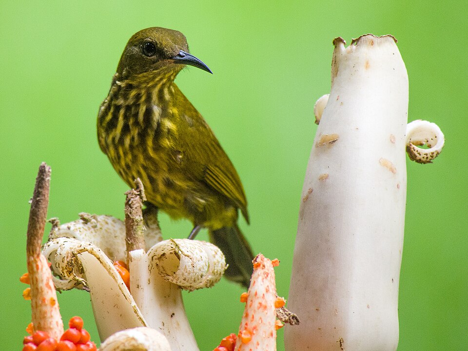 Purple-naped Sunbird