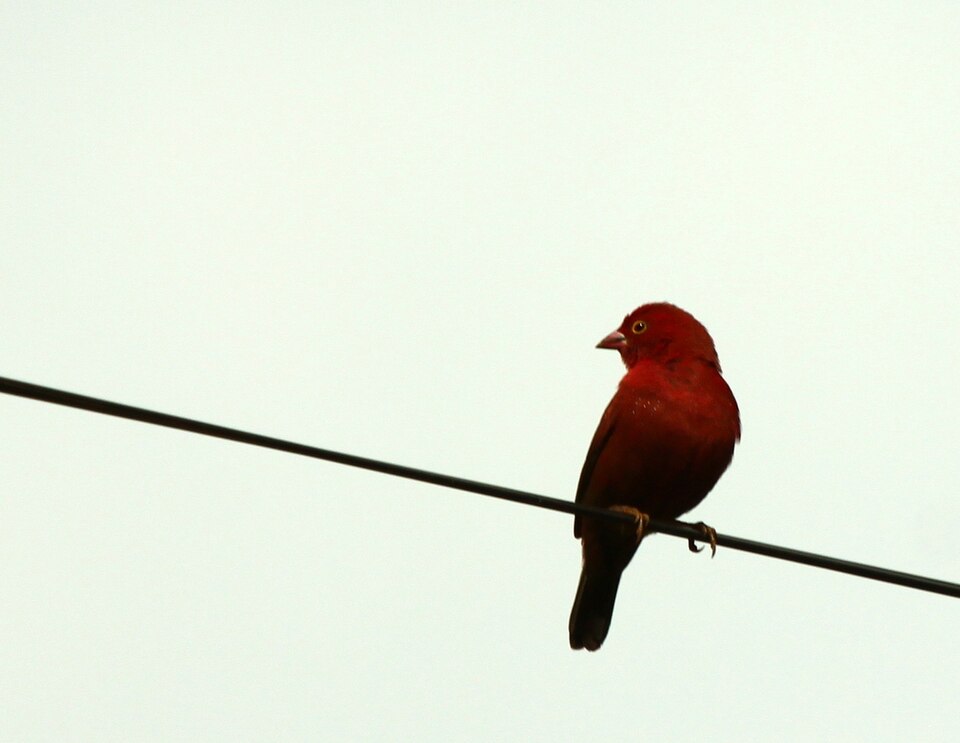 Black-bellied Firefinch