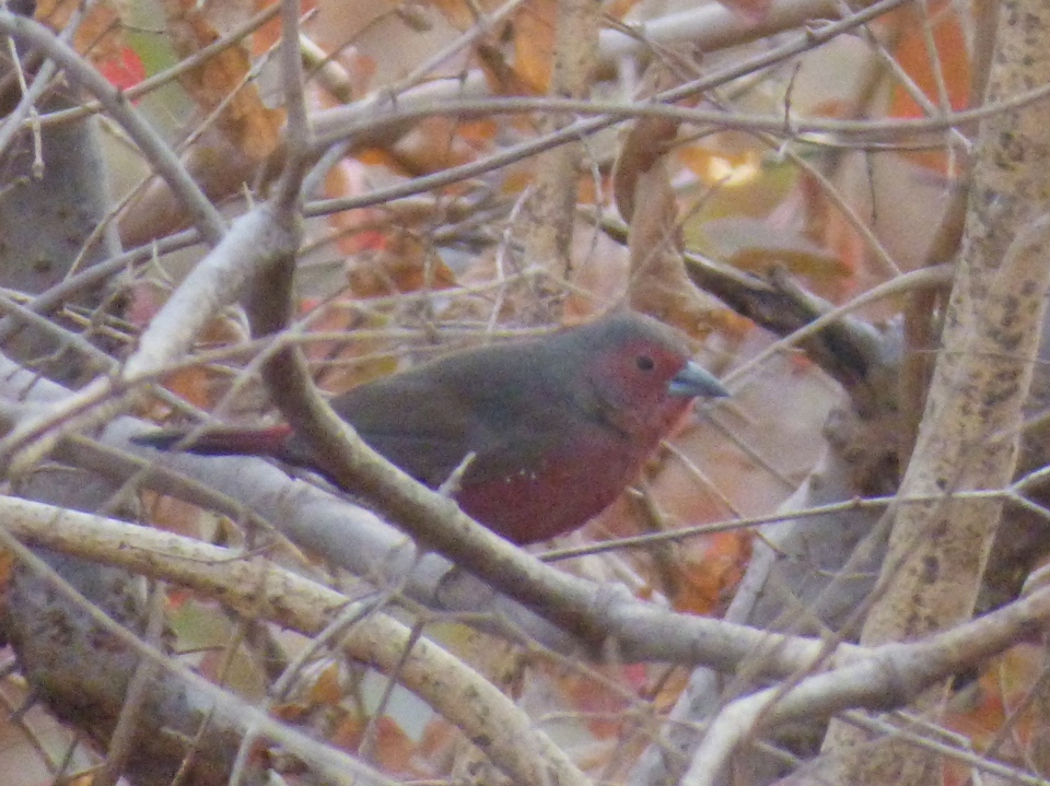 Mali Firefinch
