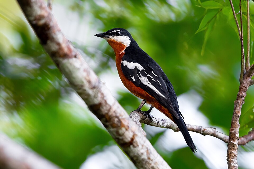 Rufous-bellied Triller