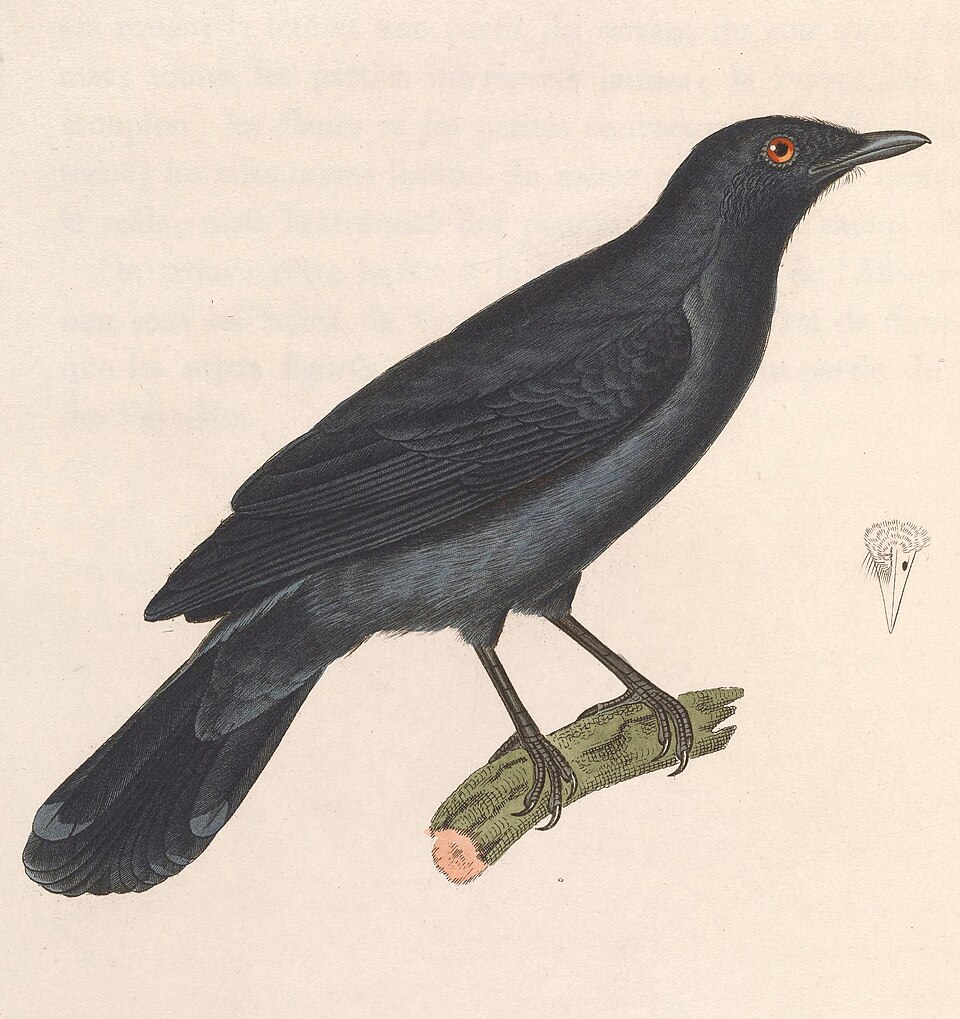 Lesser Cuckooshrike