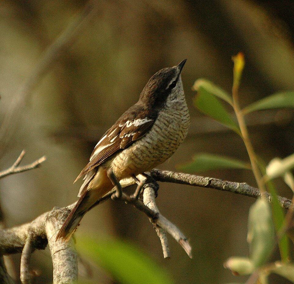 Varied Triller