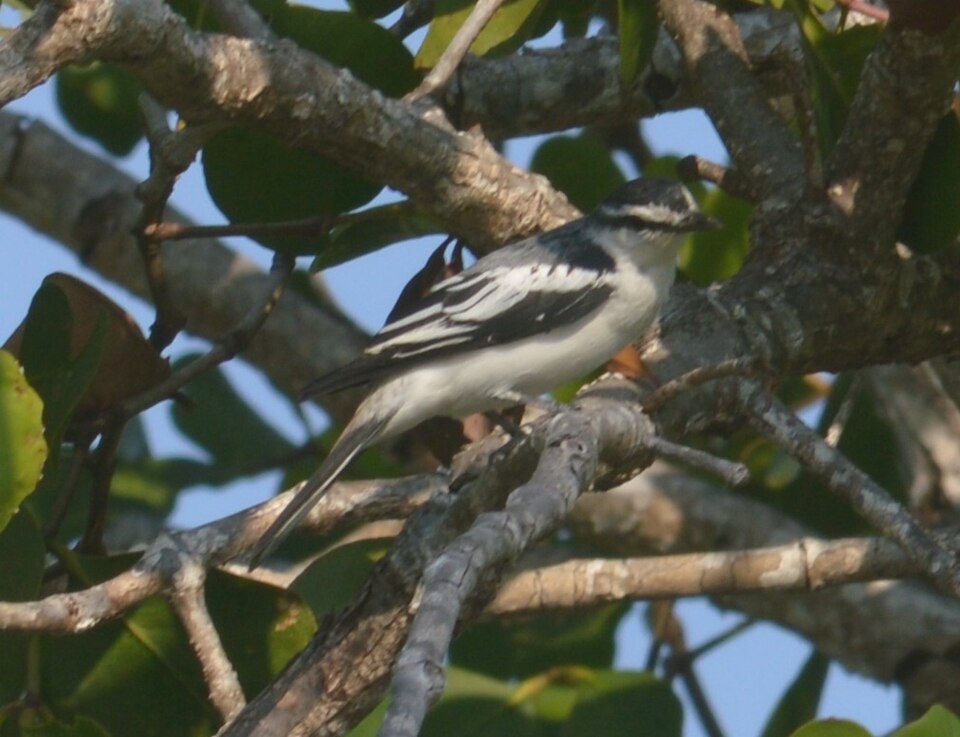 White-rumped Triller