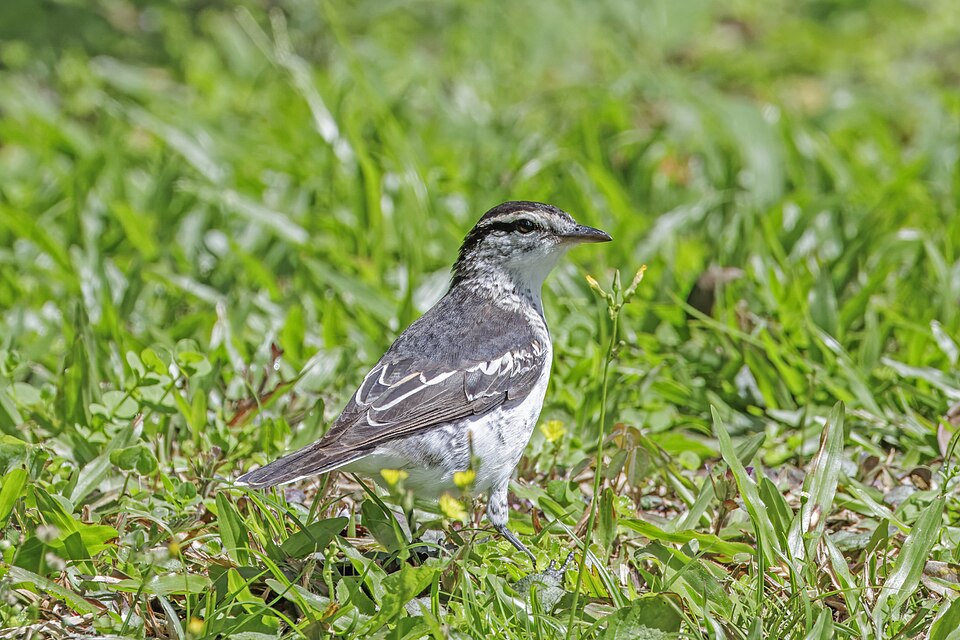 Polynesian Triller