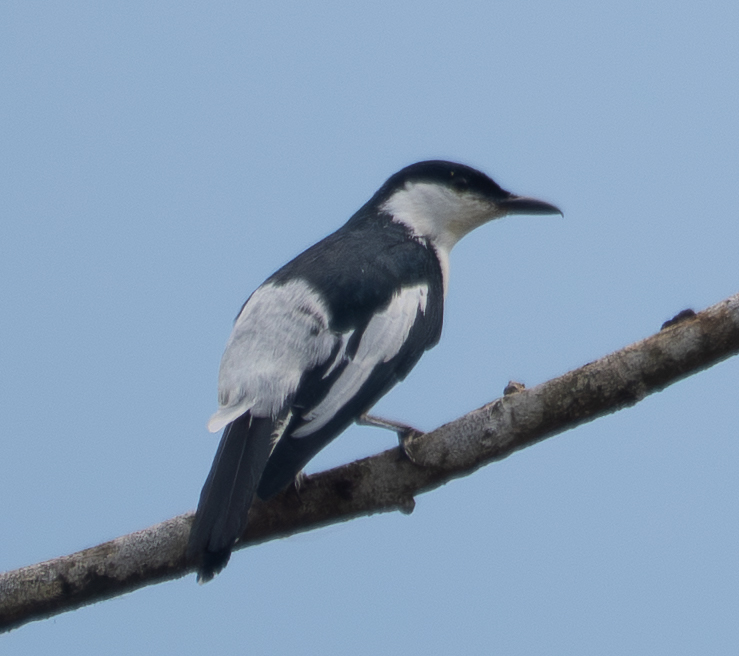 Black-and-white Triller