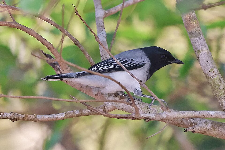 Black-headed Cuckooshrike