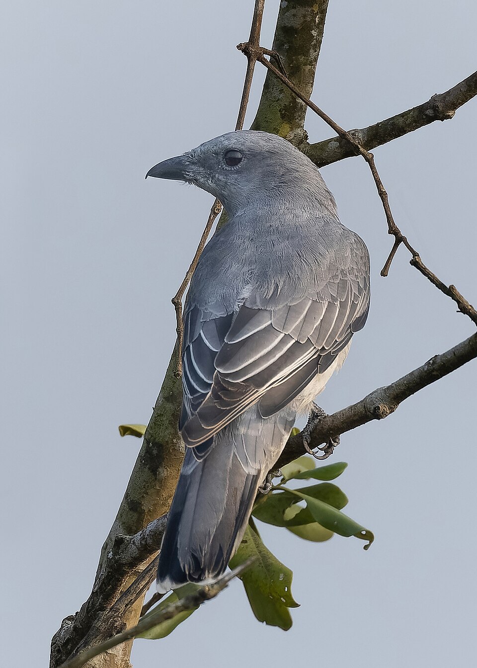 Black-winged Cuckooshrike