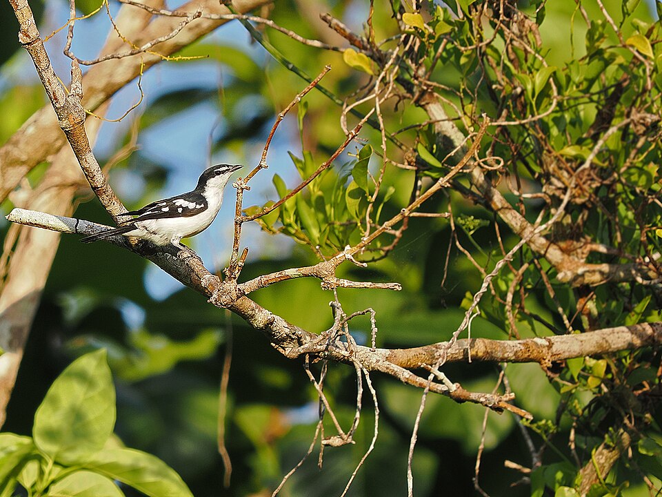 White-browed Triller