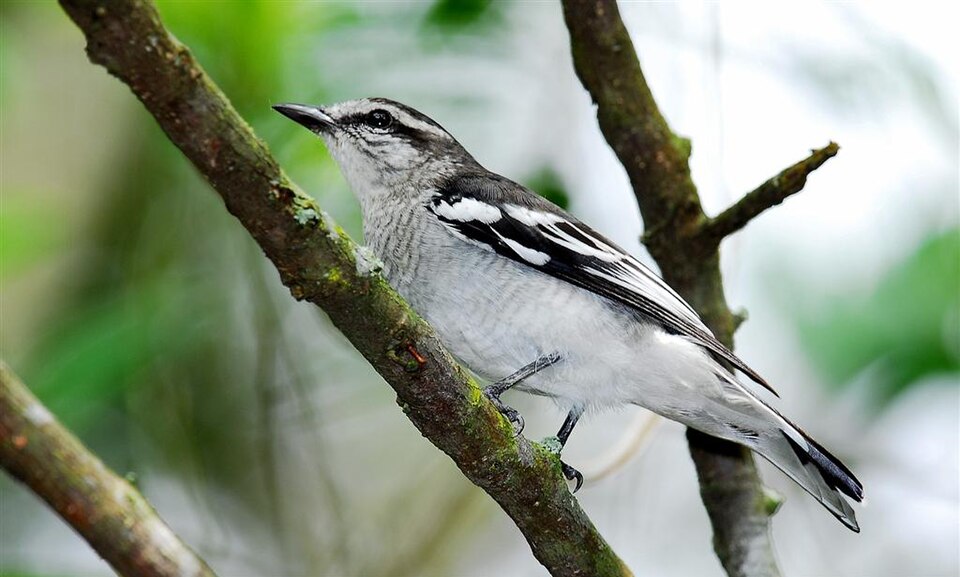 Pied Triller