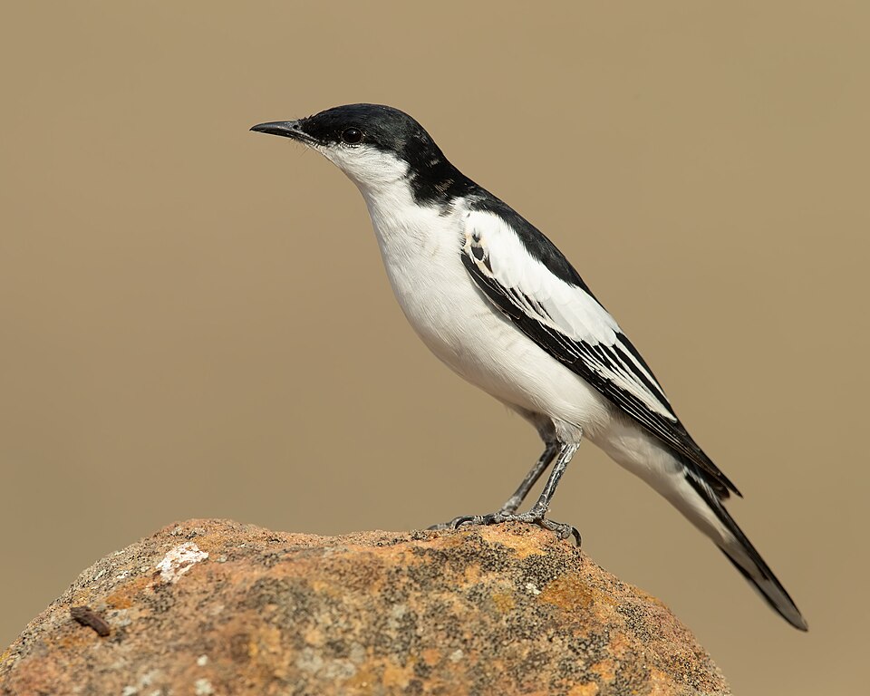 White-winged Triller