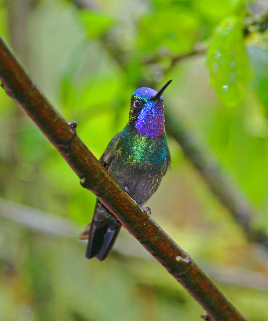 Purple-throated Mountaingem