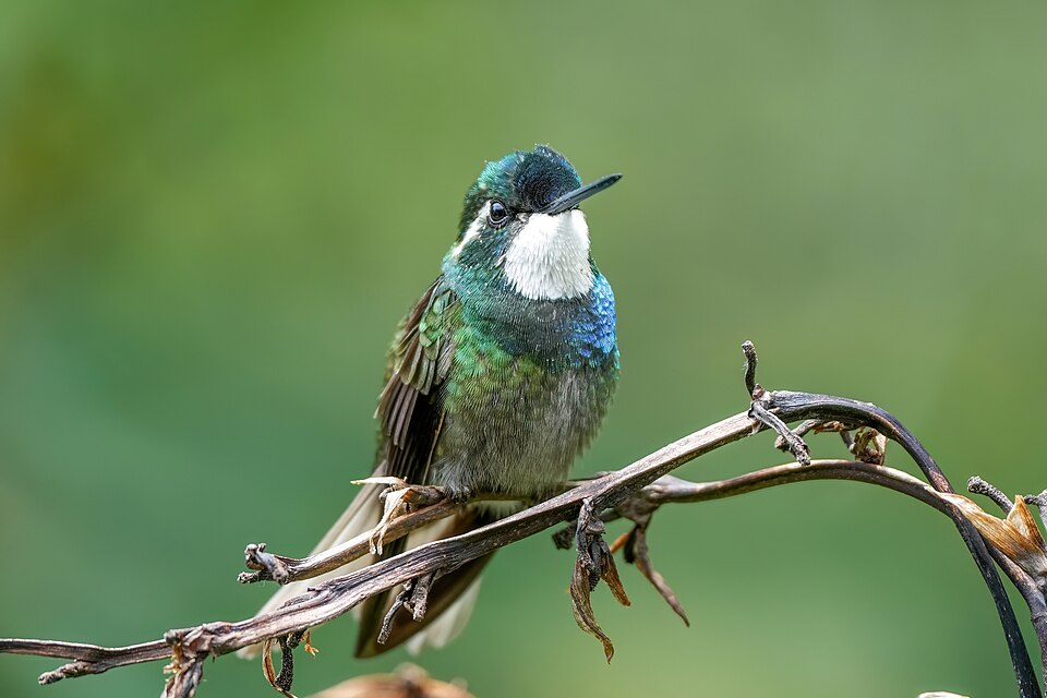 Grey-tailed Mountaingem