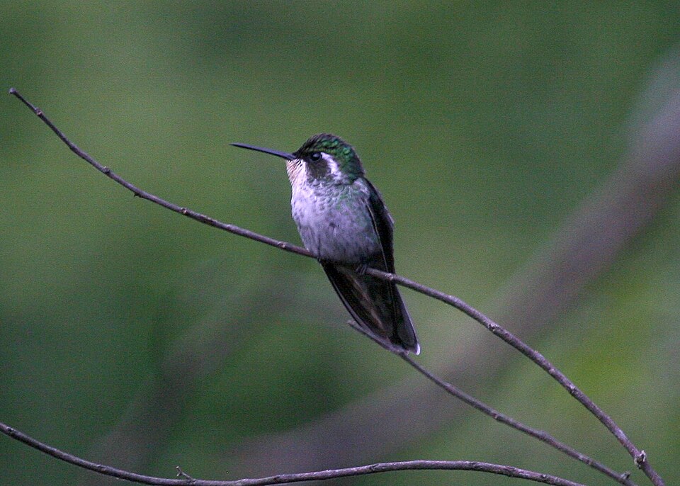 Green-breasted Mountaingem