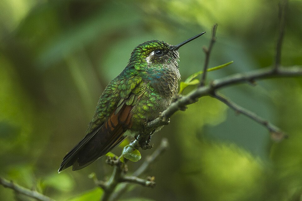 Garnet-throated Hummingbird