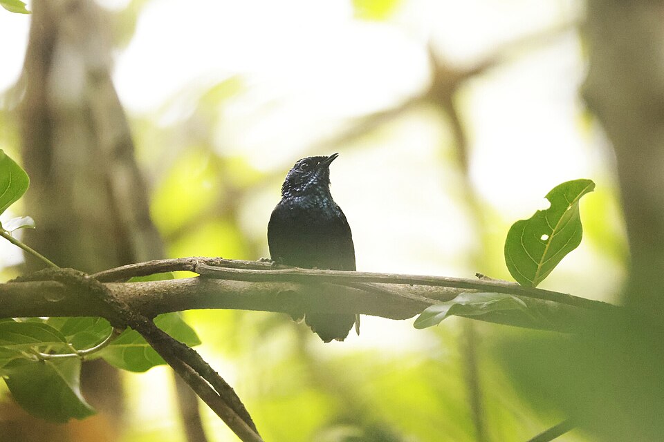 Natewa Silktail