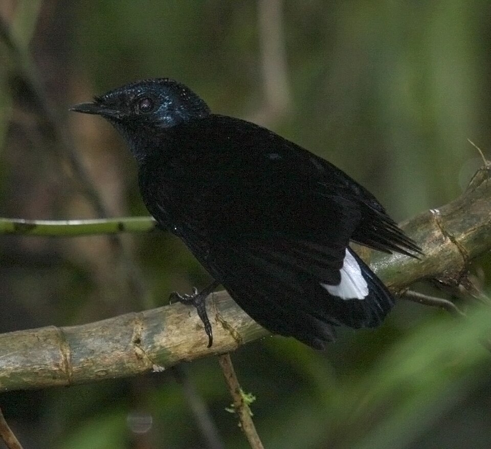 Taveuni Silktail