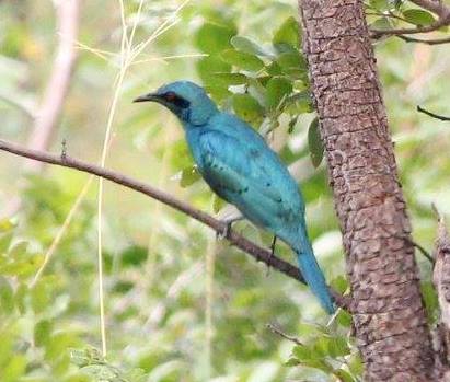 Sharp-tailed Starling