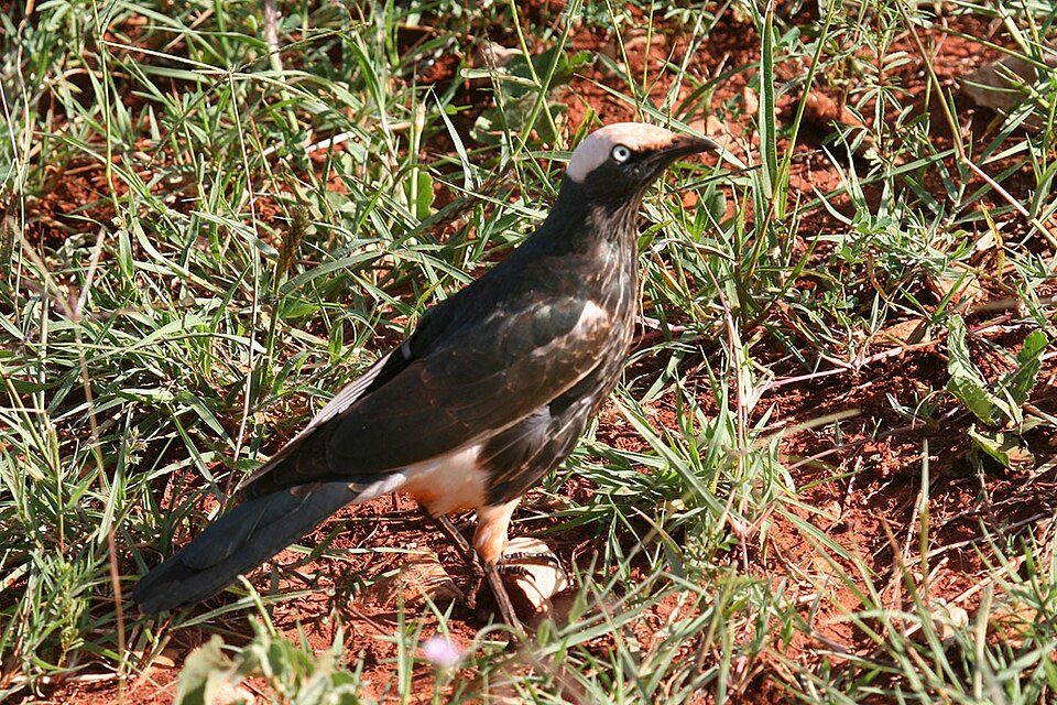 White-crowned Starling