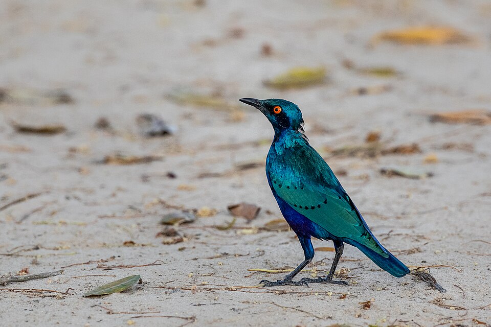 Miombo Blue-eared Starling