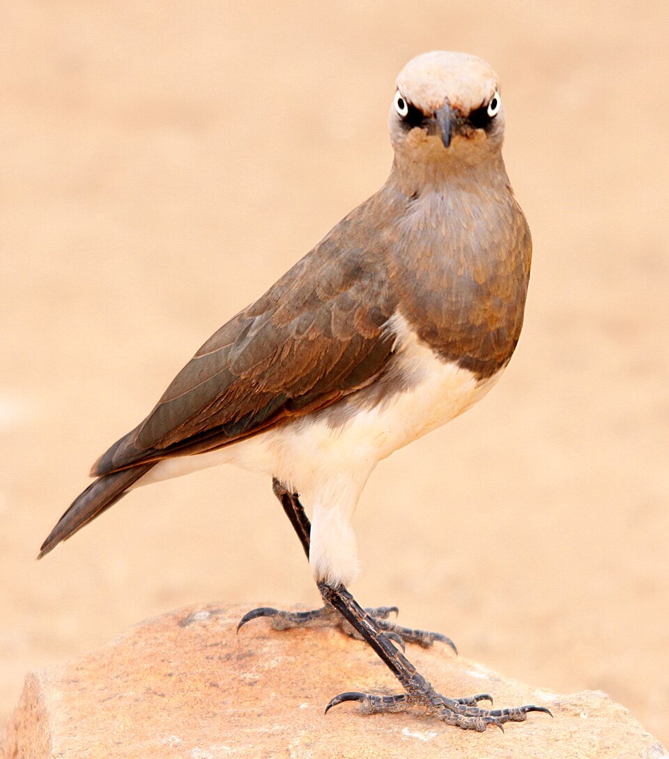 Fischer's Starling