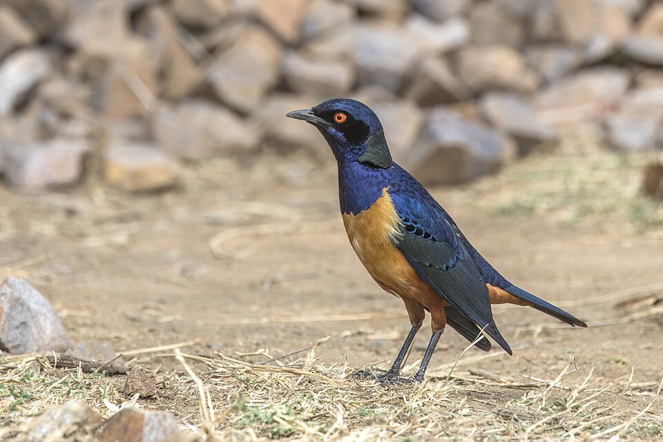 Hildebrandt's Starling