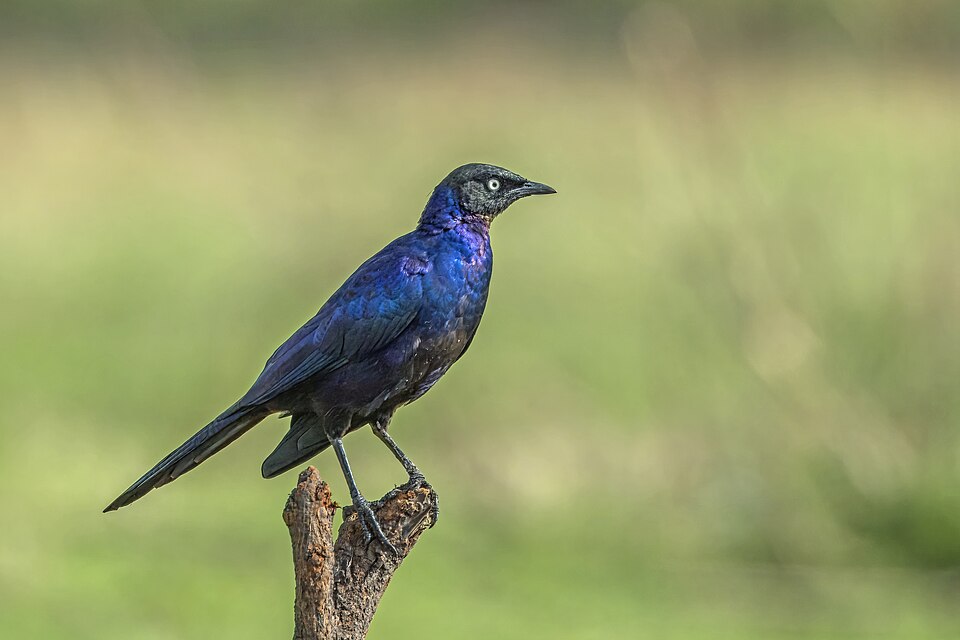 Rüppell's Starling