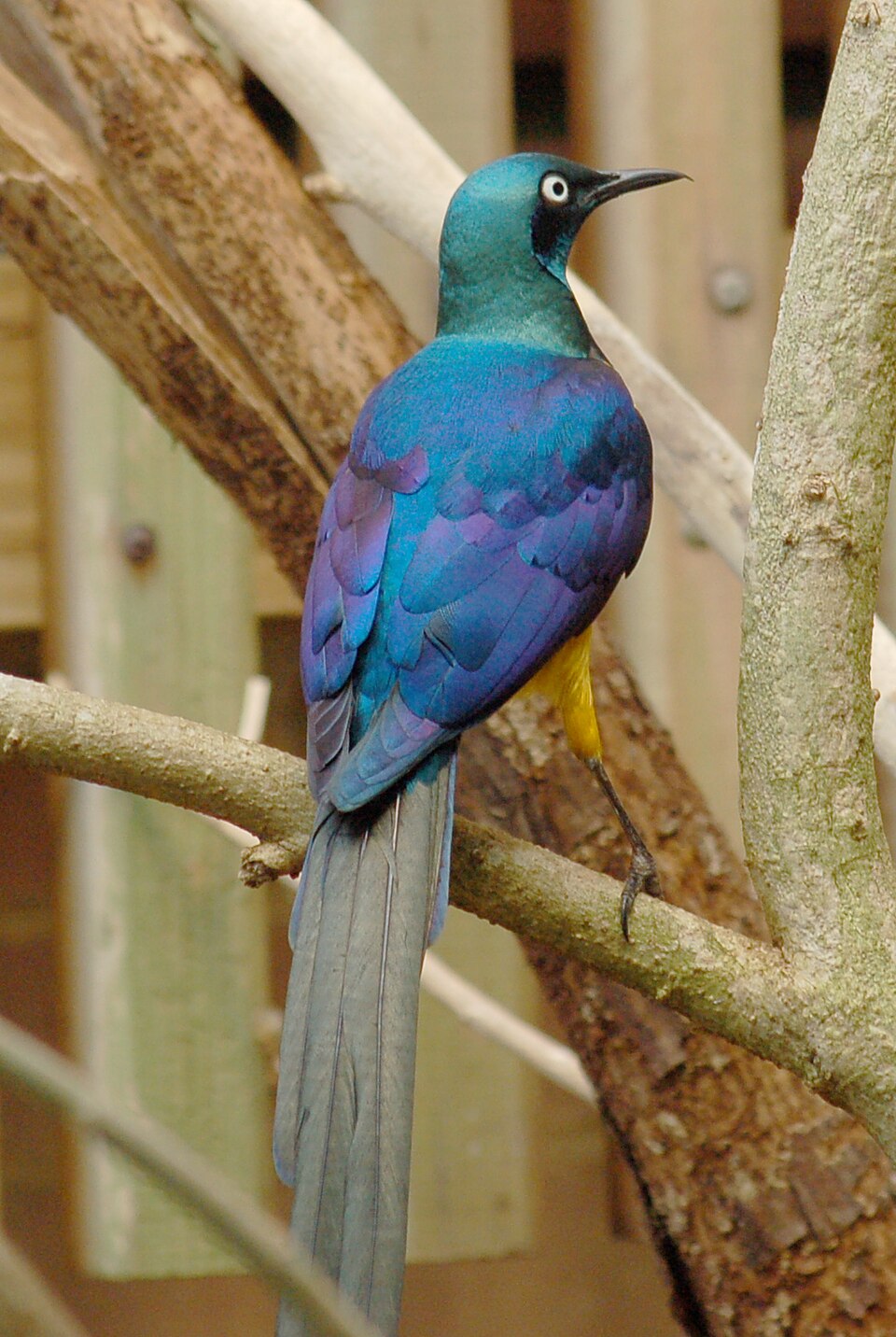 Golden-breasted Starling