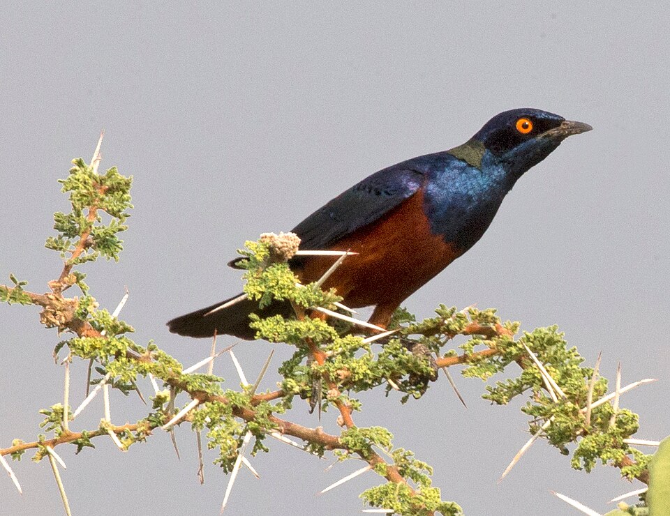 Shelley's Starling