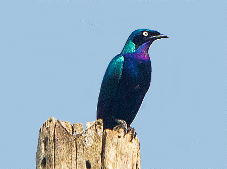 Splendid Starling