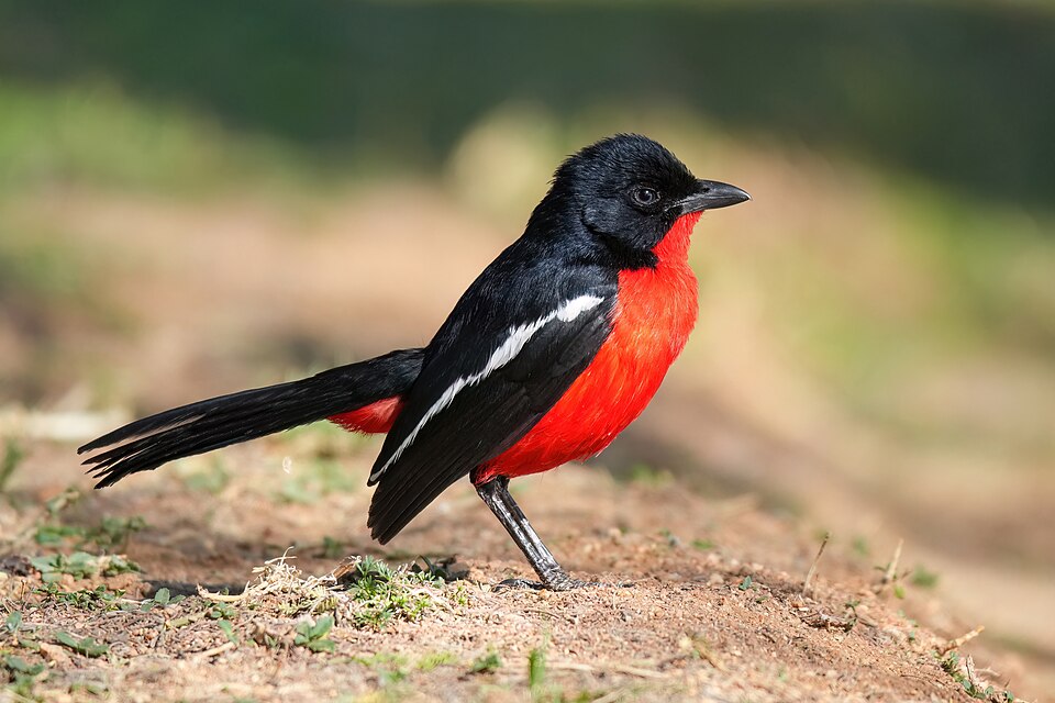 Crimson-breasted Shrike