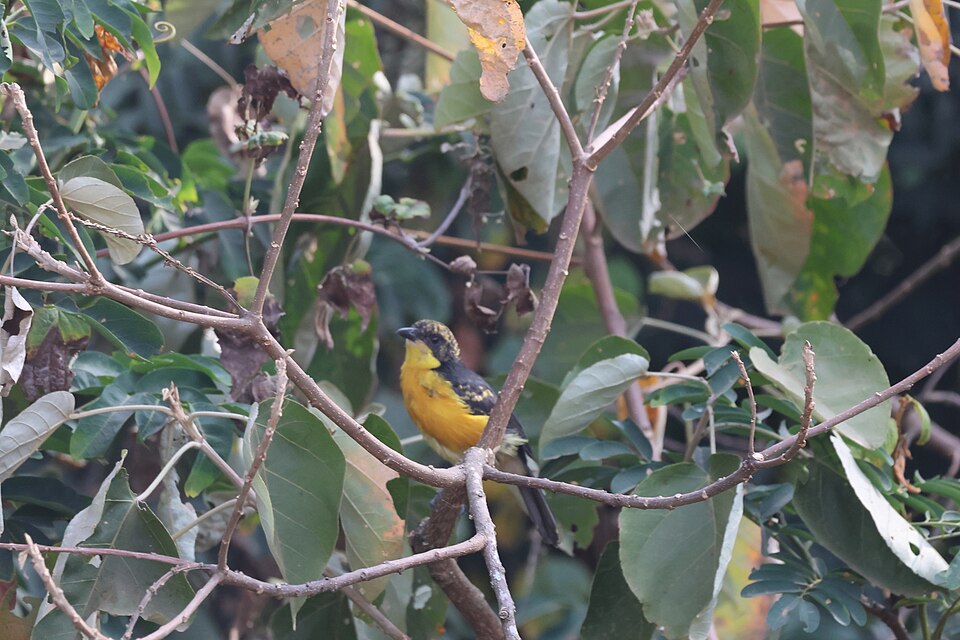 Yellow-breasted Boubou