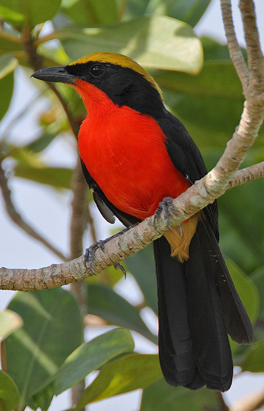 Yellow-crowned Gonolek