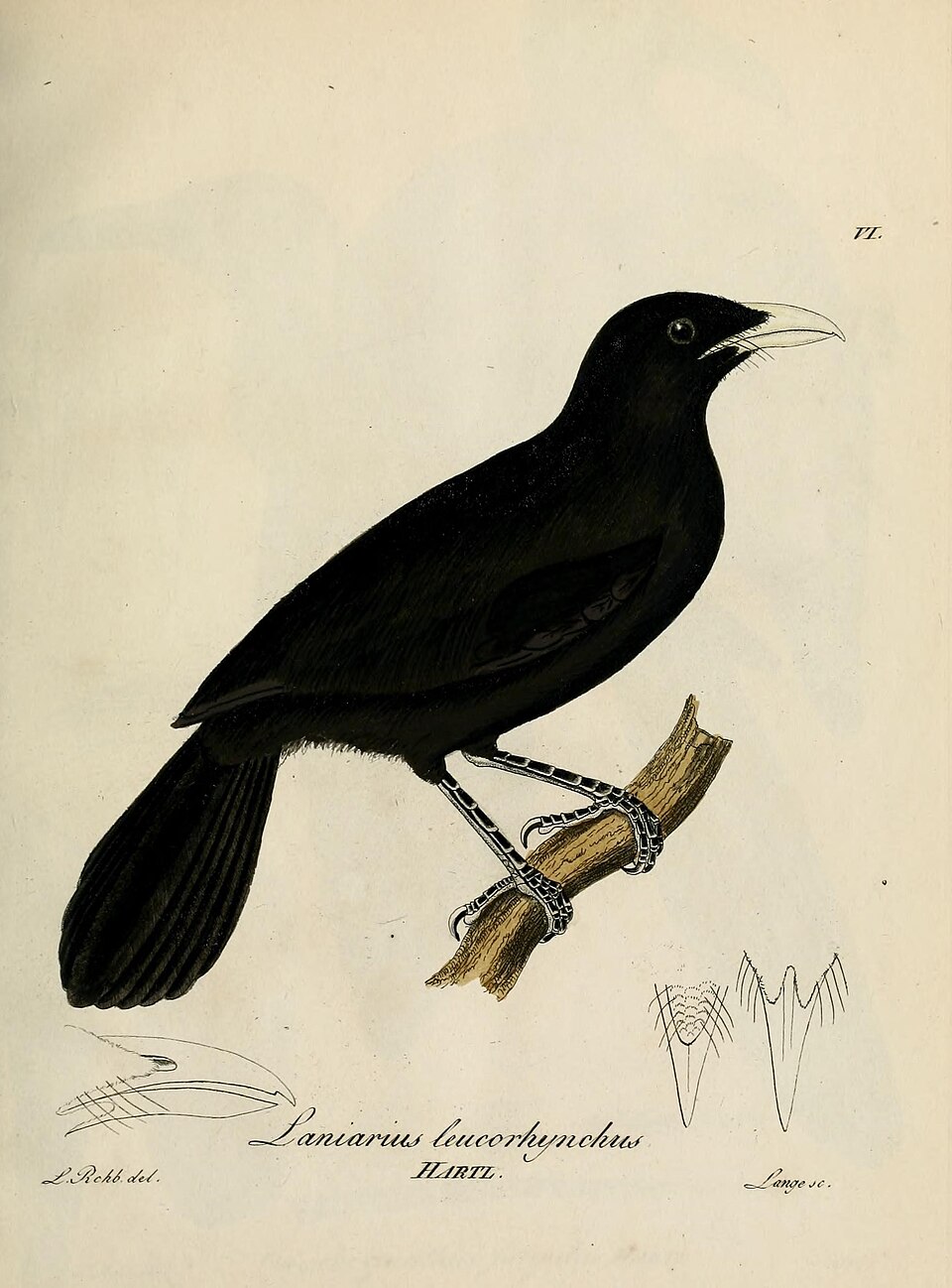 Lowland Sooty Boubou