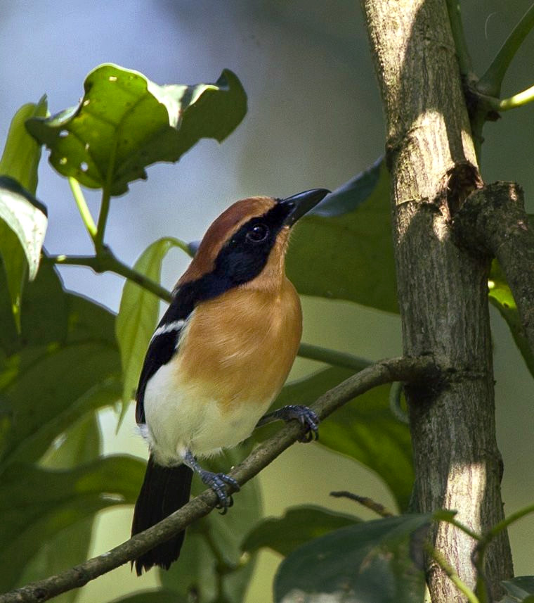 Lühder's Bushshrike