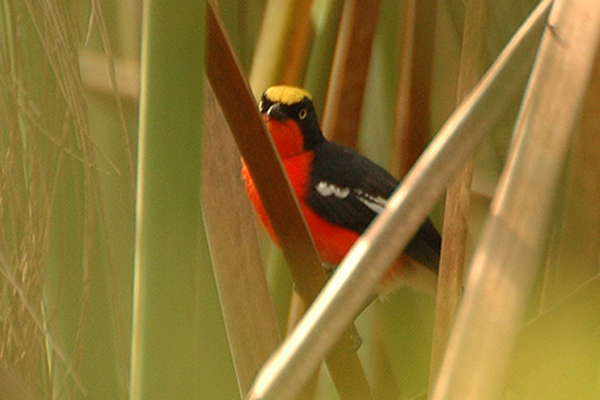 Papyrus Gonolek