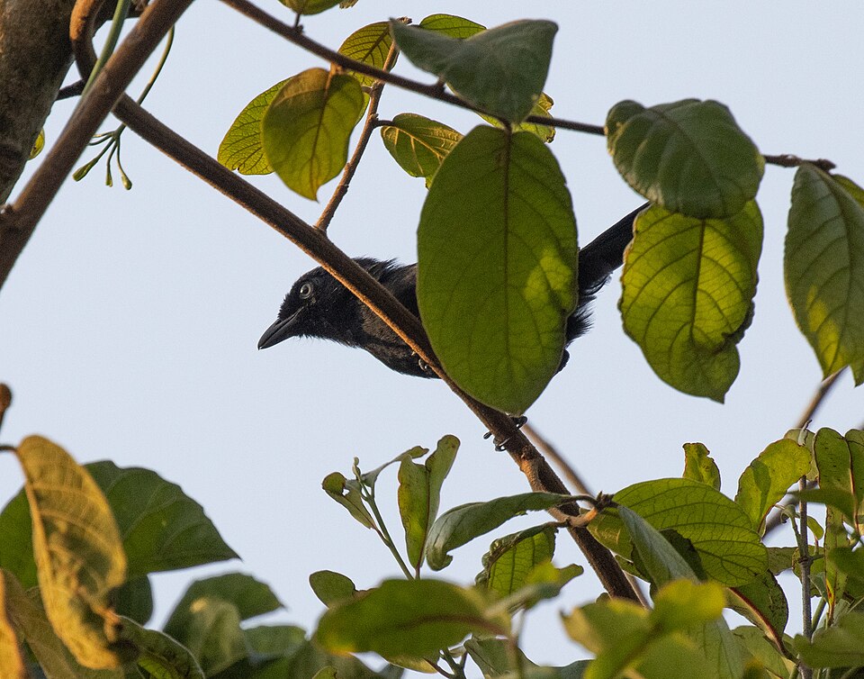 Mountain Sooty Boubou