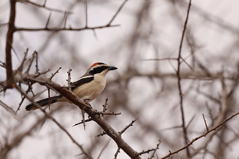 Red-naped Bushshrike