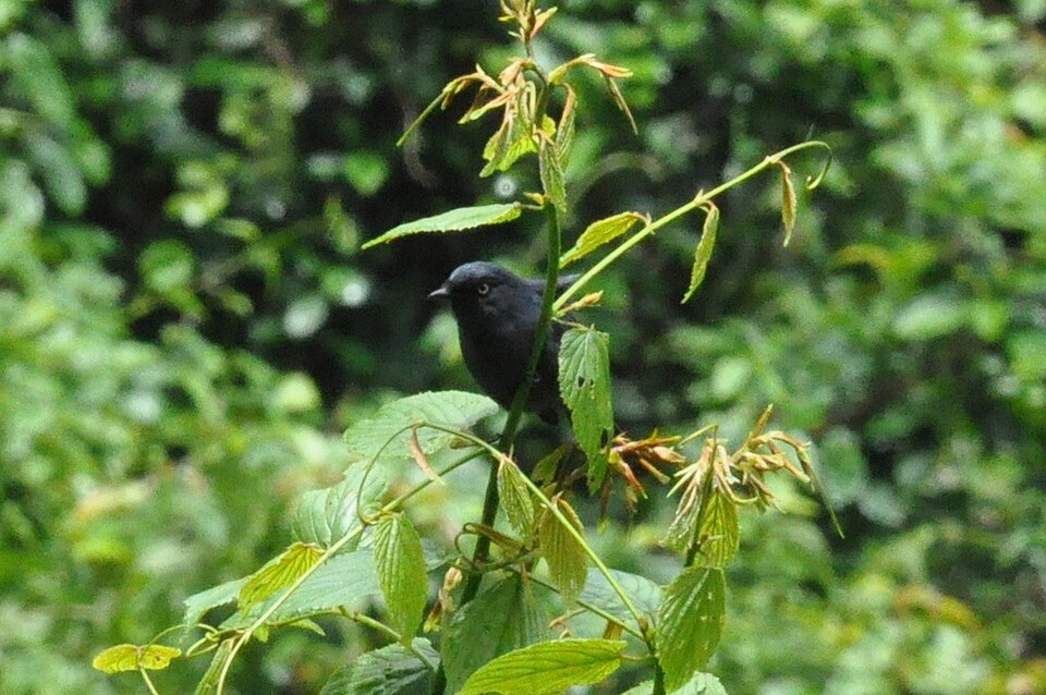 Willard's Sooty Boubou