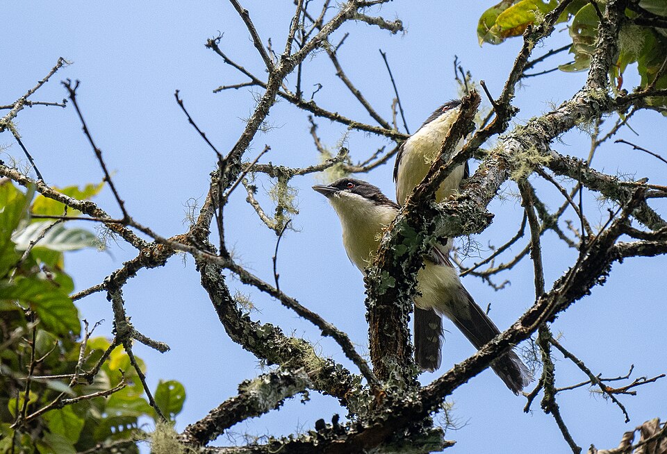 Spotted Crocias