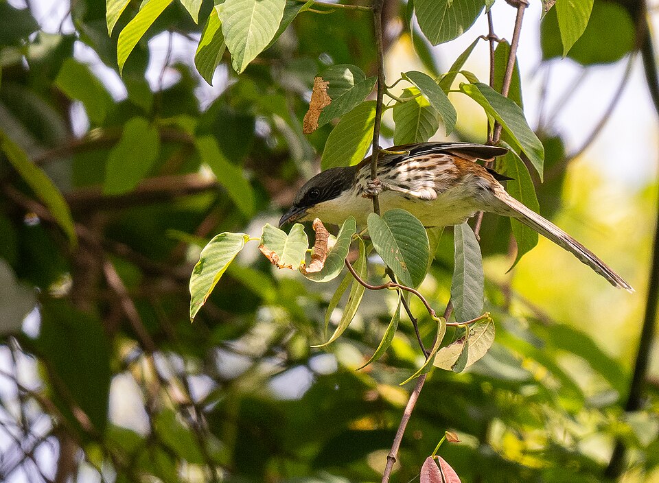 Grey-crowned Crocias