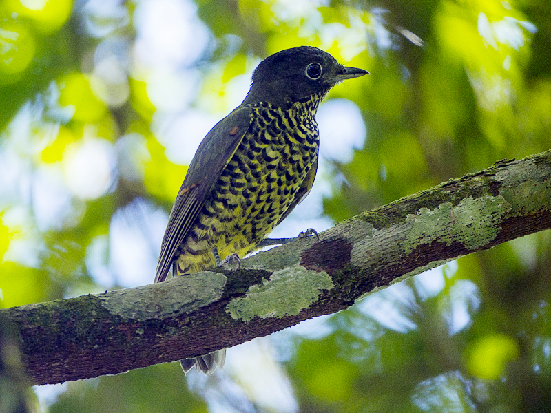 Brazilian Laniisoma