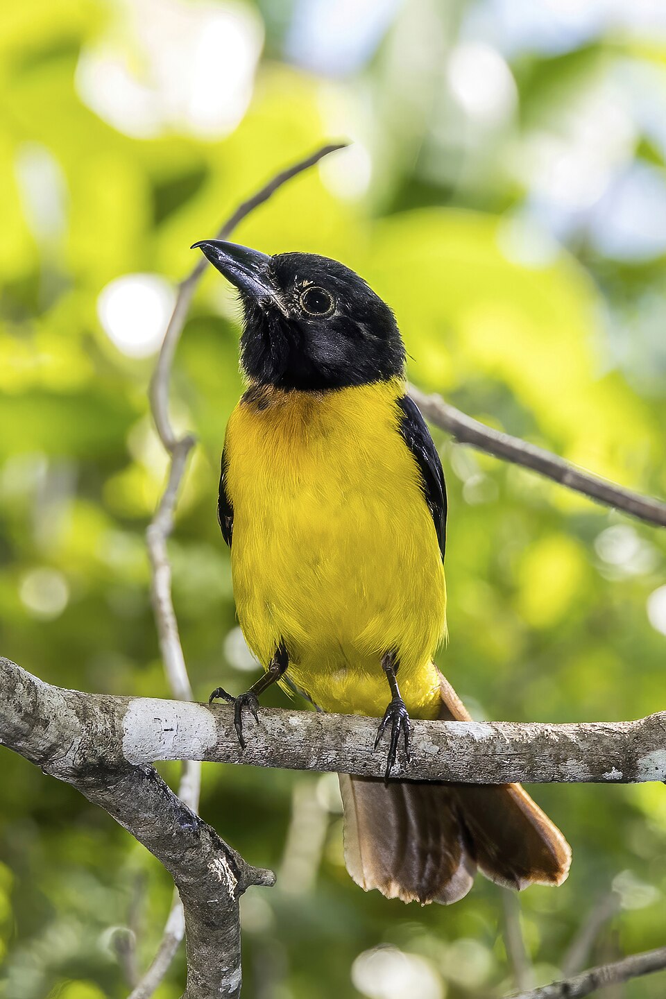 Black-throated Shrike-Tanager