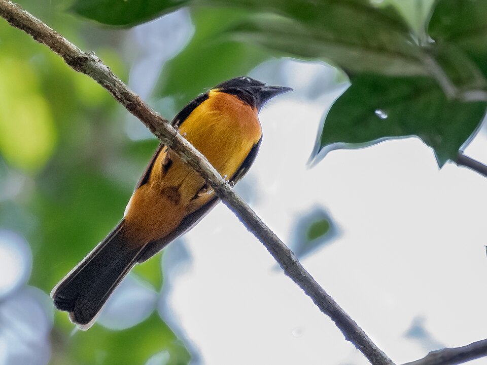 Fulvous Shrike-Tanager