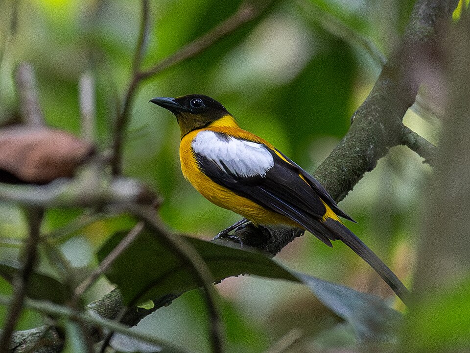 White-winged Shrike-Tanager