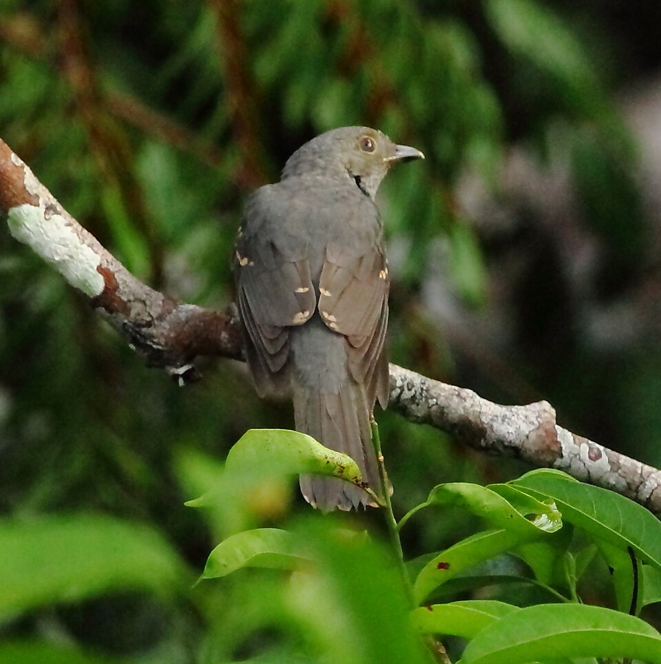 Cinereous Mourner